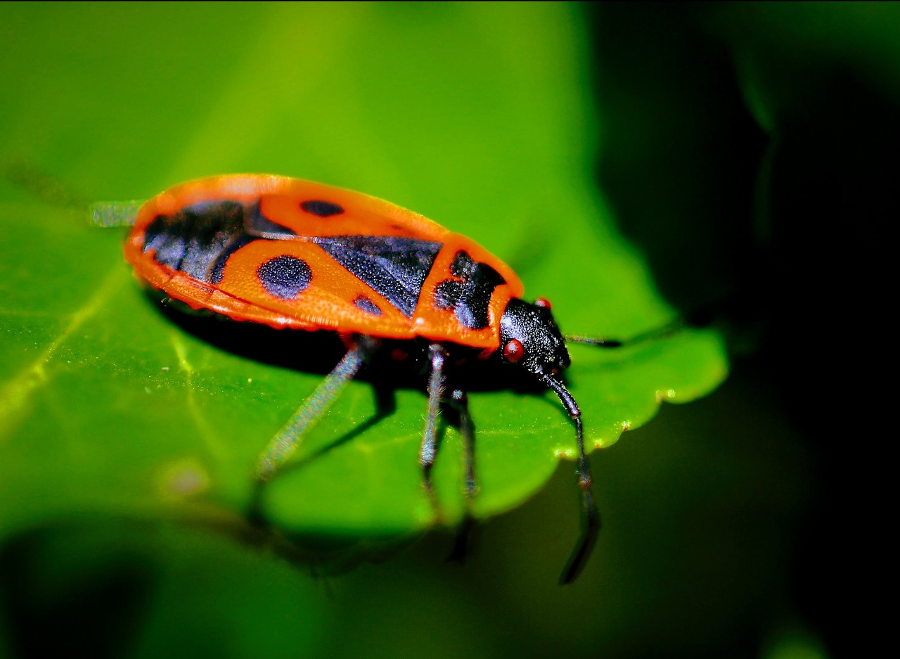 What We Can Do to Promote Biodiversity in Our Gardens